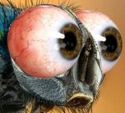 Fly with bulging human eyes Meme Template