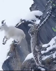 Mountain lion oh crap Meme Template