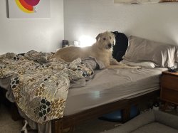 Wolfhound Bed Meme Template