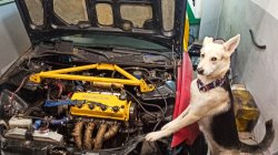 Mechanic Doggo Meme Template