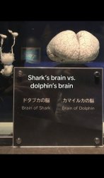 Brain compare Meme Template