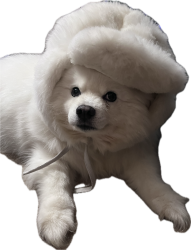 Christmas Dog Meme Template