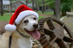 Diesel Meme Template