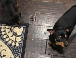 Rosco and Snickers Meme Template