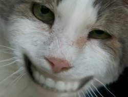 Devious Cat Meme Template