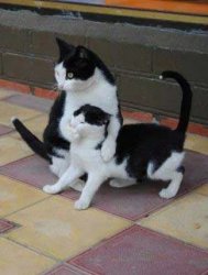 Don't Speak Cat Meme Template