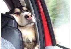 Dog in car back seat Meme Template