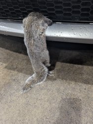 Dead squirrel Meme Template