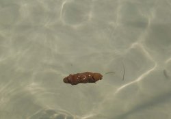 USS Obama Meme Template