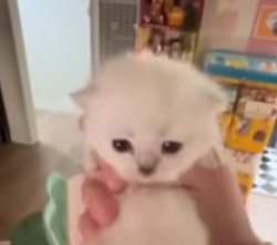 sad cat Meme Template