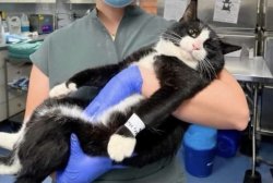 Chad Cat Meme Template