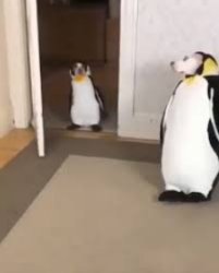 Dog Penguin Meme Template