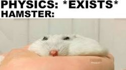 Hamster physics Meme Template