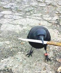 Crow with knife Meme Template