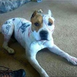 Chrisjoines1 Meme Template