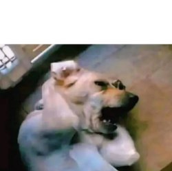 Dog close his ears Meme Template