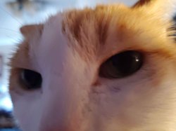 SUSSY CAT Meme Template