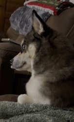 e.g. what’d you say? Meme Template