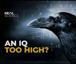 an iq too high? Meme Template