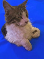 Angry Cat Meme Template