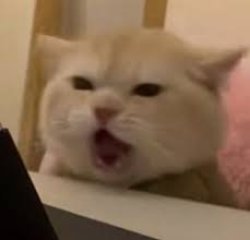 Cat Scream Nestle Crunch Meme Template