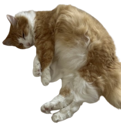 orange cat Meme Template