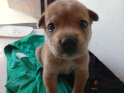 Little Doggy Meme Template