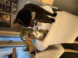 Are you serious Meme Template