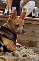 Wtf chiquaha Meme Template