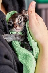 Wet cat Meme Template