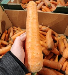 Big carrot Meme Template