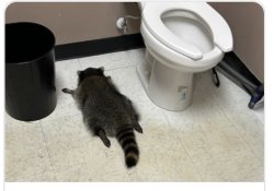 Drunk Raccoon Meme Template