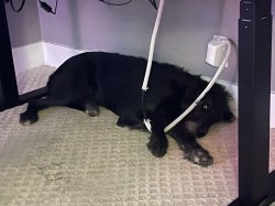 Dog pulls cord Meme Template