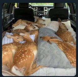 Deer Napping Meme Template