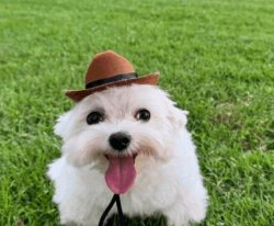 white dog cowboy hat Meme Template