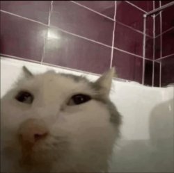 silly cat in bathtub Meme Template