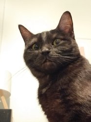 Judgemental Cat Meme Template