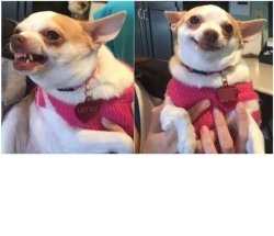 angry vs complacent Meme Template