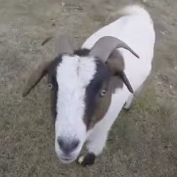 Kevin the goat Meme Template