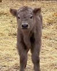 Bullet Meme Template