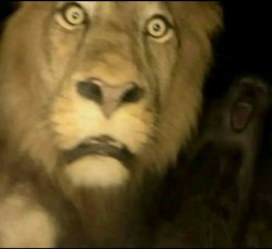 lion getting jumped by monkey at night Meme Template