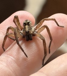 Spider Meme Template