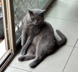 Happy new years Meme Template