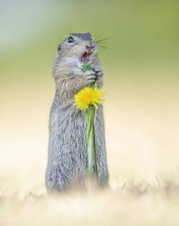 shocked ground squirrel Meme Template