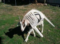Goat stuck in chair Meme Template