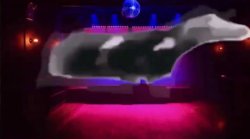 Floating cow bean Meme Template