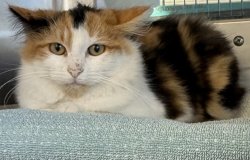 Sad lonely rescued kitten Meme Template