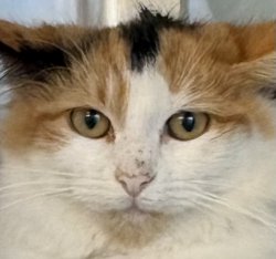 Sad rescued lonely kitten Meme Template