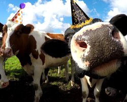 Chrisjoines1 Meme Template