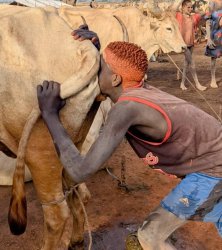 Cow ass Meme Template